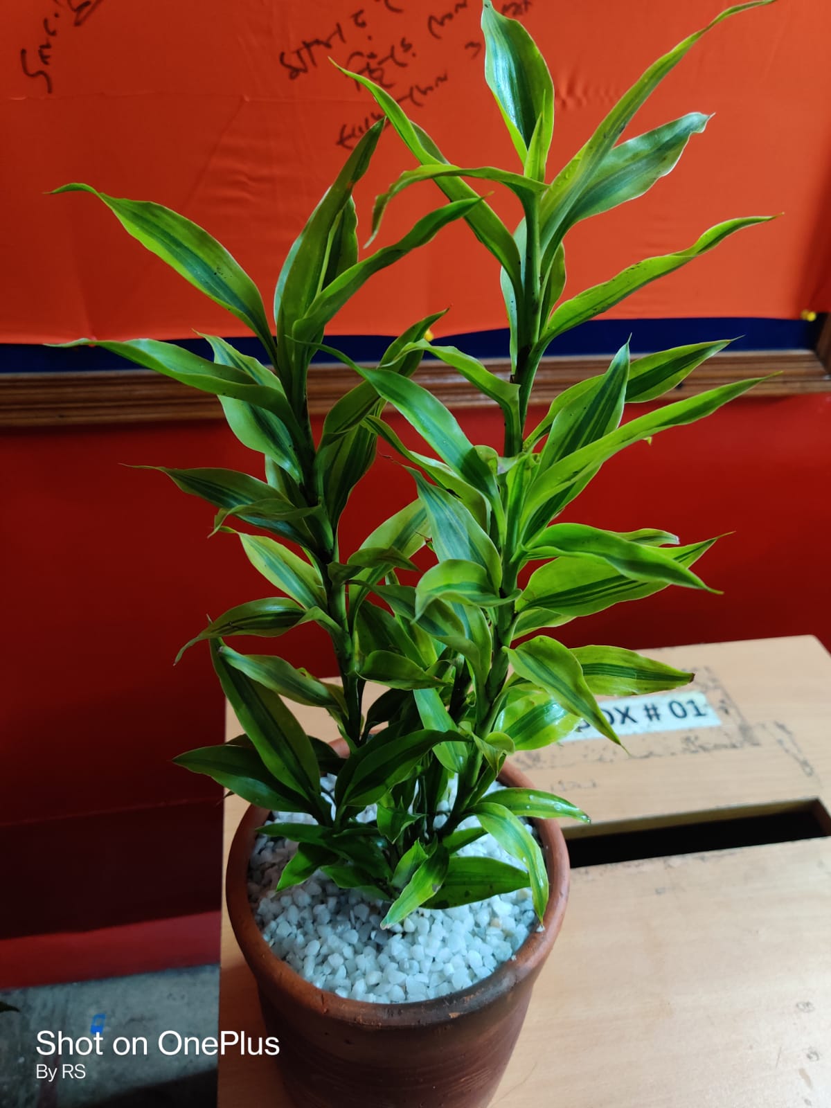 Image showcasing Office plantation – BK International